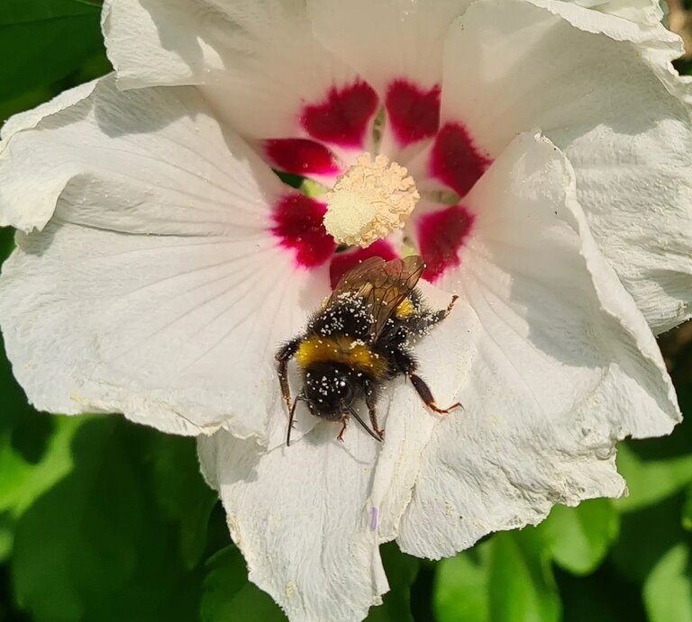 Weiße Hibiskusblüte mit rotem Kern  | © Copyright: Mattias Nemeth