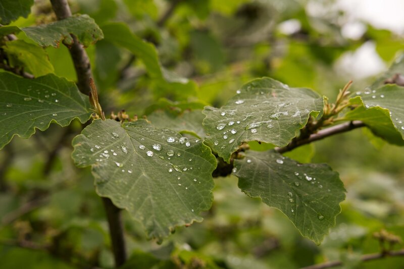 Zaubernuss: Grüne Blätter mit feinen Wassertropfen  | © Dr. Hauschka | Value Chain