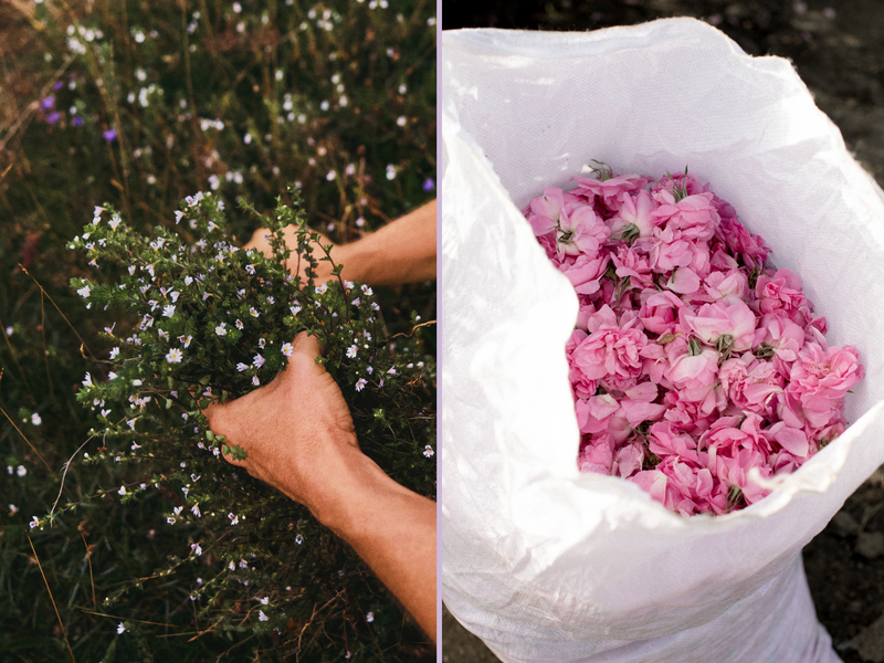 © Dr. Hauschka | Value Chain